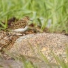 Jespak sedy - Calidris temminckii - Temmincks Stint 4641